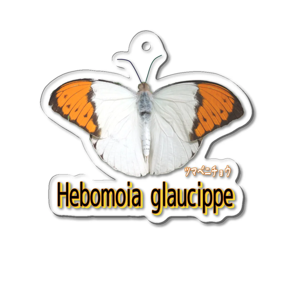 アニマル四字熟語の魅惑のツマベニチョウ　Hebomoia glaucippe アクリルキーホルダー