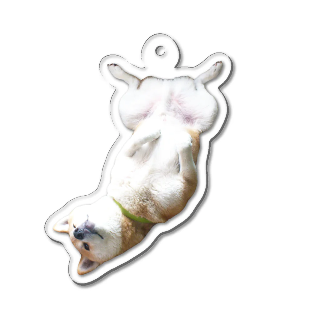 愛犬太郎のグッズのへそ天太郎【柴犬】仰向け Acrylic Key Chain