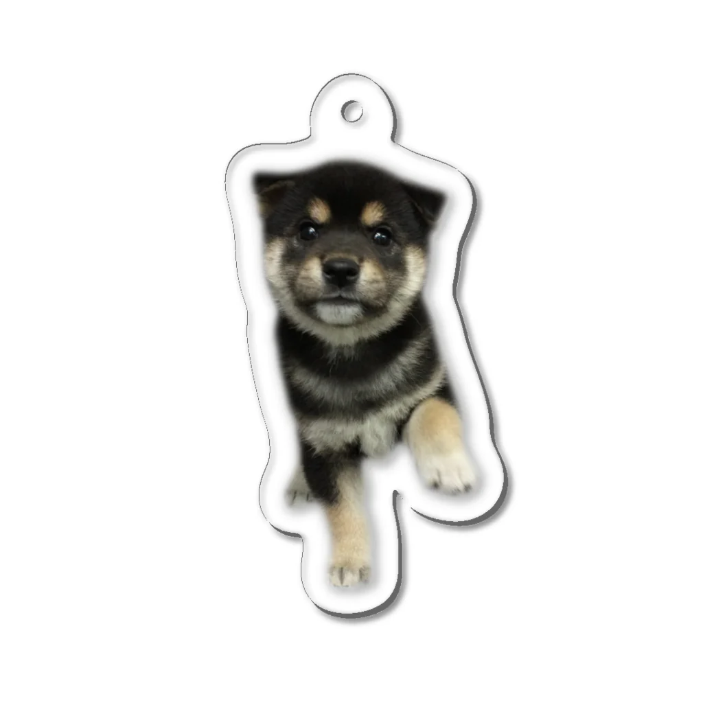 8gnz.のお手　黒柴 Acrylic Key Chain