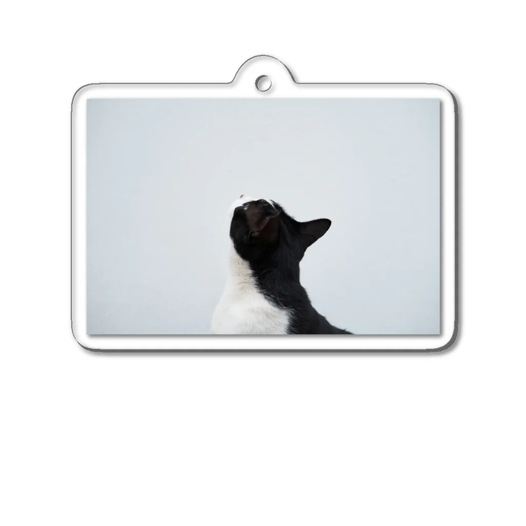 猫写真家「むに」のアトリエの見上げる猫 アクリルキーホルダー