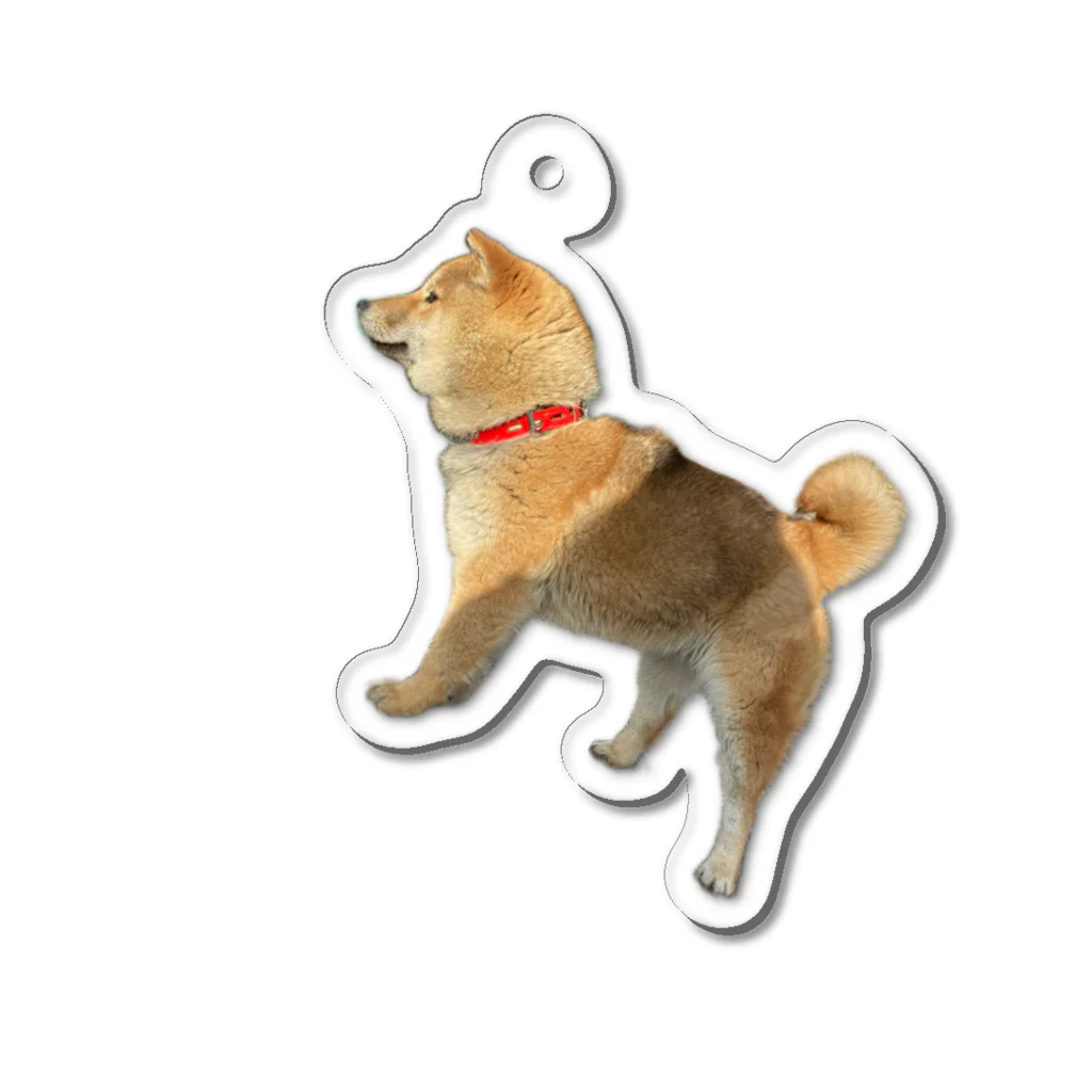 33/96の柴犬まる子(若年) Acrylic Key Chain