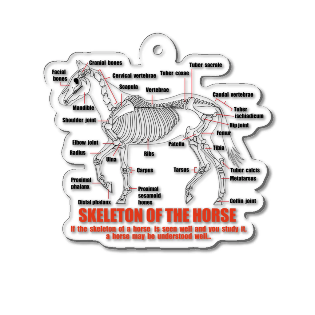 こさぶぅ店長の馬グッズラボの馬の骨スケルトンホース・SKELETON HORSE アクリルキーホルダー