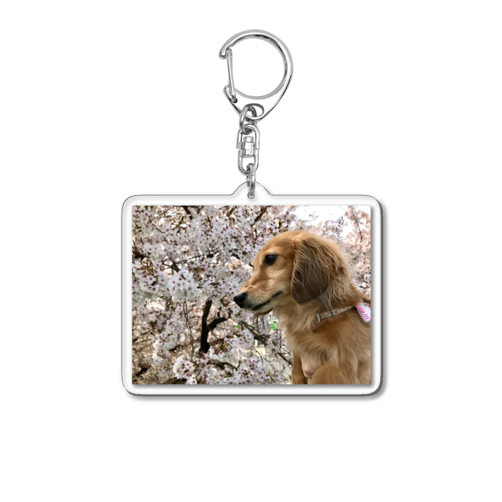 でぶっくすふんとの花見を満喫するちょちょさん Acrylic Key Chain