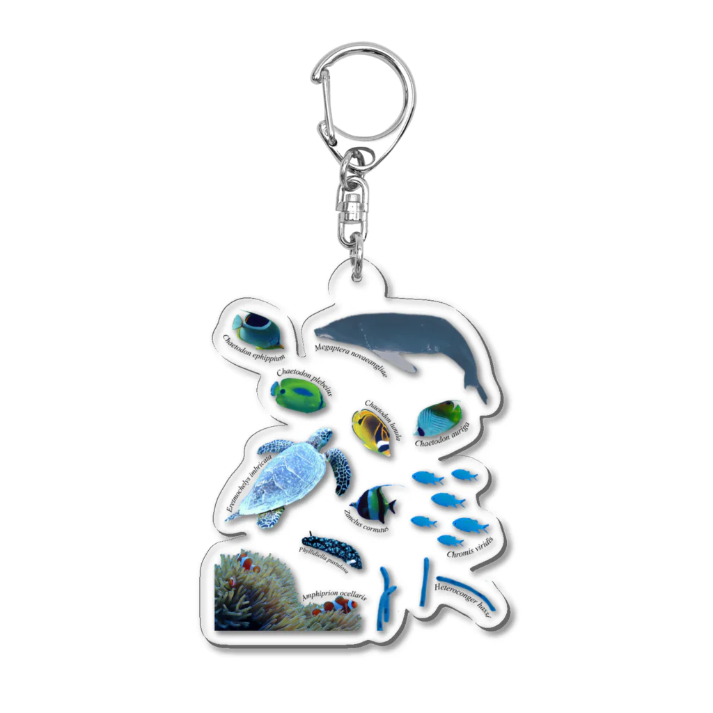 L_arctoaの沖縄の海の生き物 Acrylic Key Chain