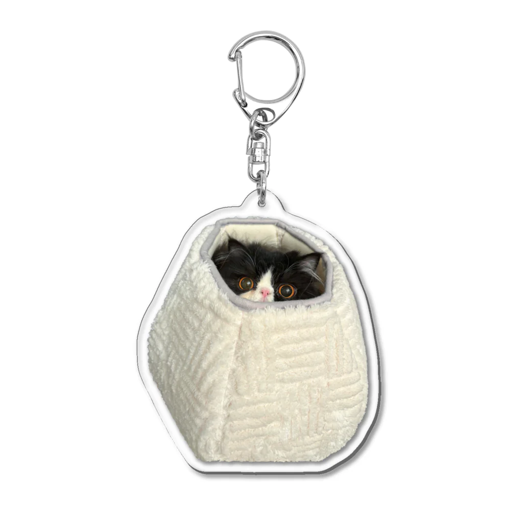 たぬきねこドミの巣篭もりver たぬきねこドミ  Acrylic Key Chain