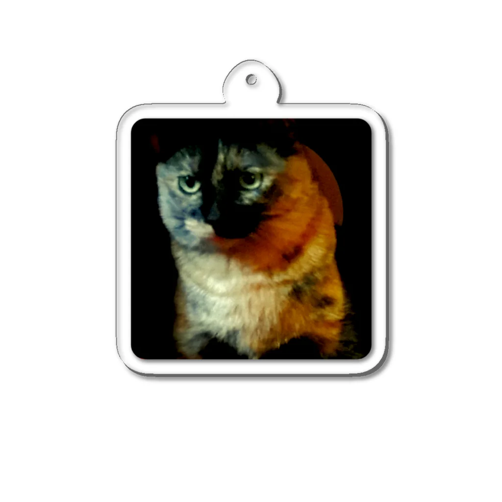 おむつ猫とびちゃんのぢっとおやつを見る猫 Acrylic Key Chain