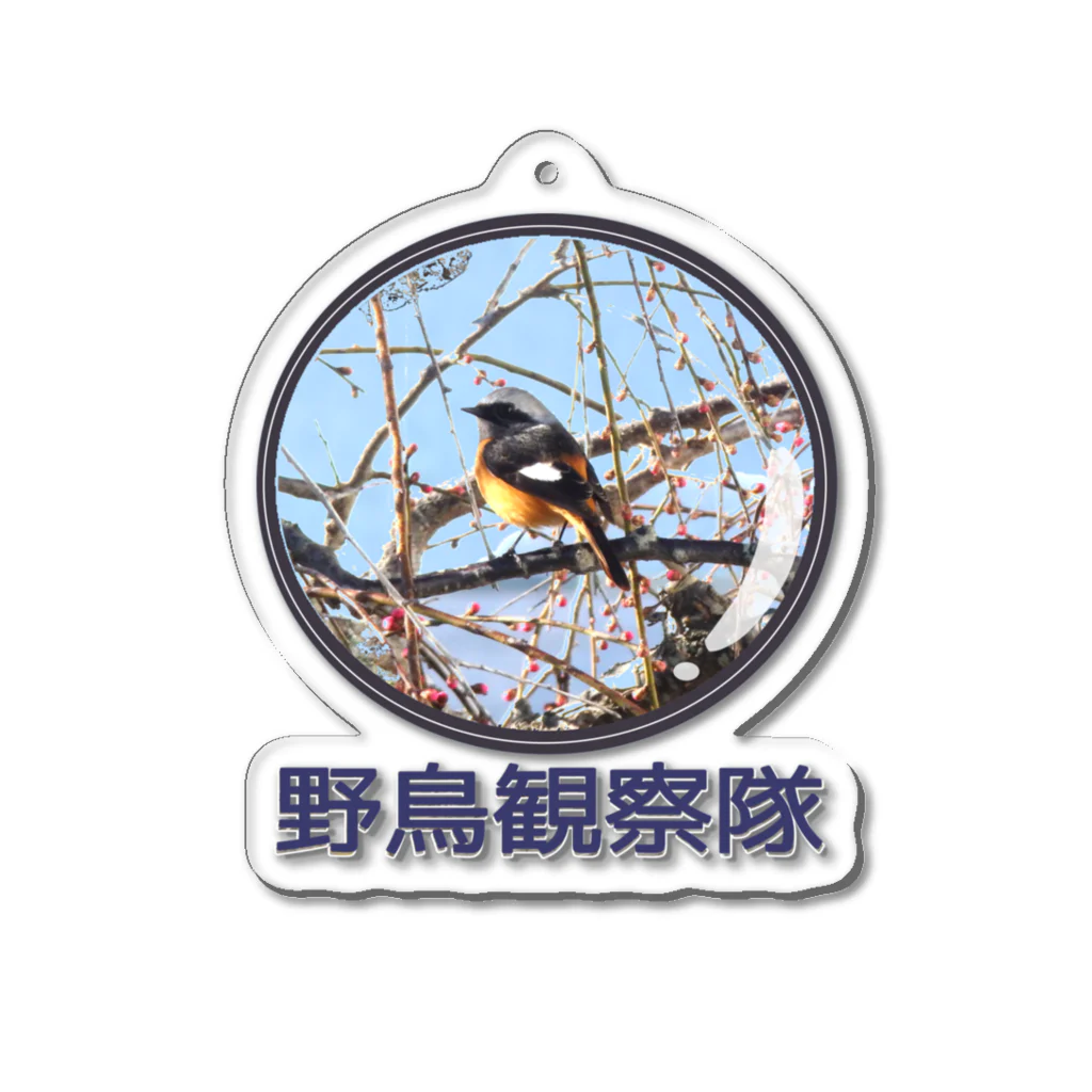 アニマル四字熟語のジョウビタキ　野鳥観察隊　日本の野鳥　 Acrylic Key Chain