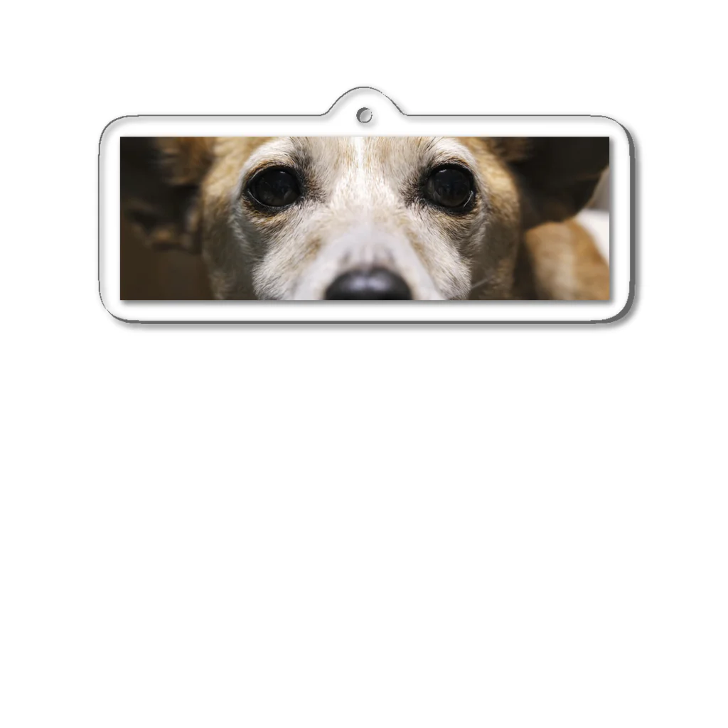 一白の実家の犬まろん Acrylic Key Chain