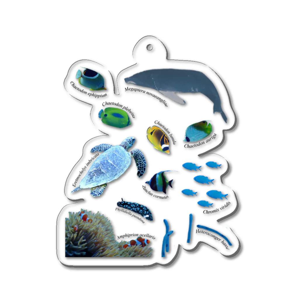 L_arctoaの沖縄の海の生き物 Acrylic Key Chain