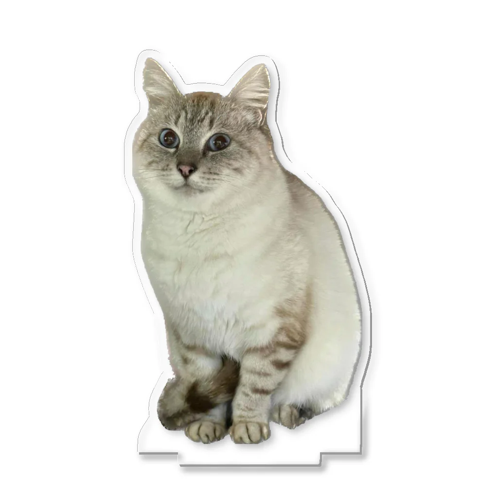 元野良猫しらたまグッズの元野良猫しらたま Acrylic Stand