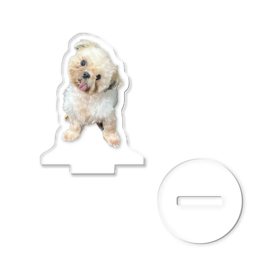 シーズー犬リキラのちょけたリキラ Acrylic Stand