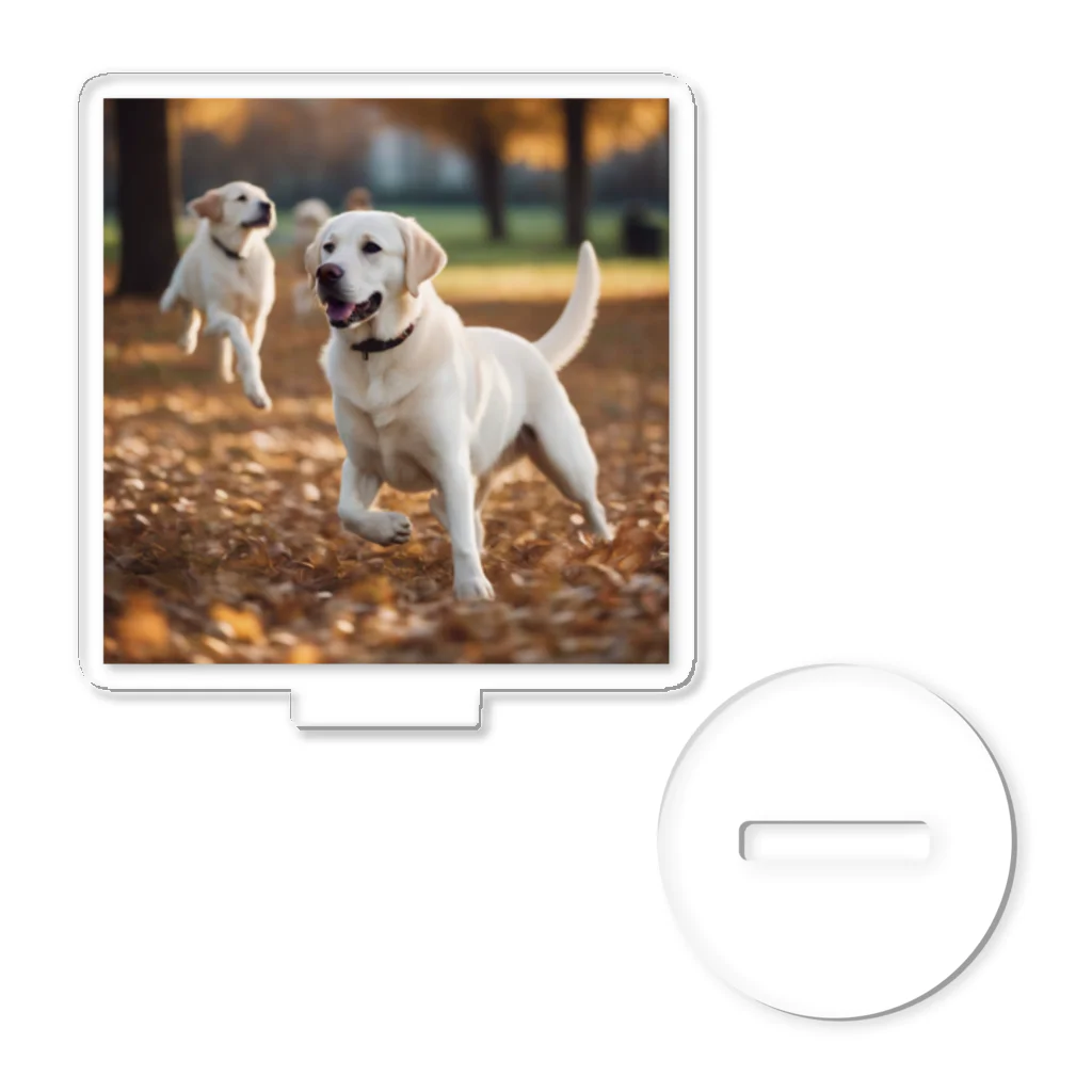 ラブラボの公園で他の犬と遊んでいるラブラドール・レトリーバー 白 犬 ワンちゃん 可愛い ペット 癒やし Acrylic Stand