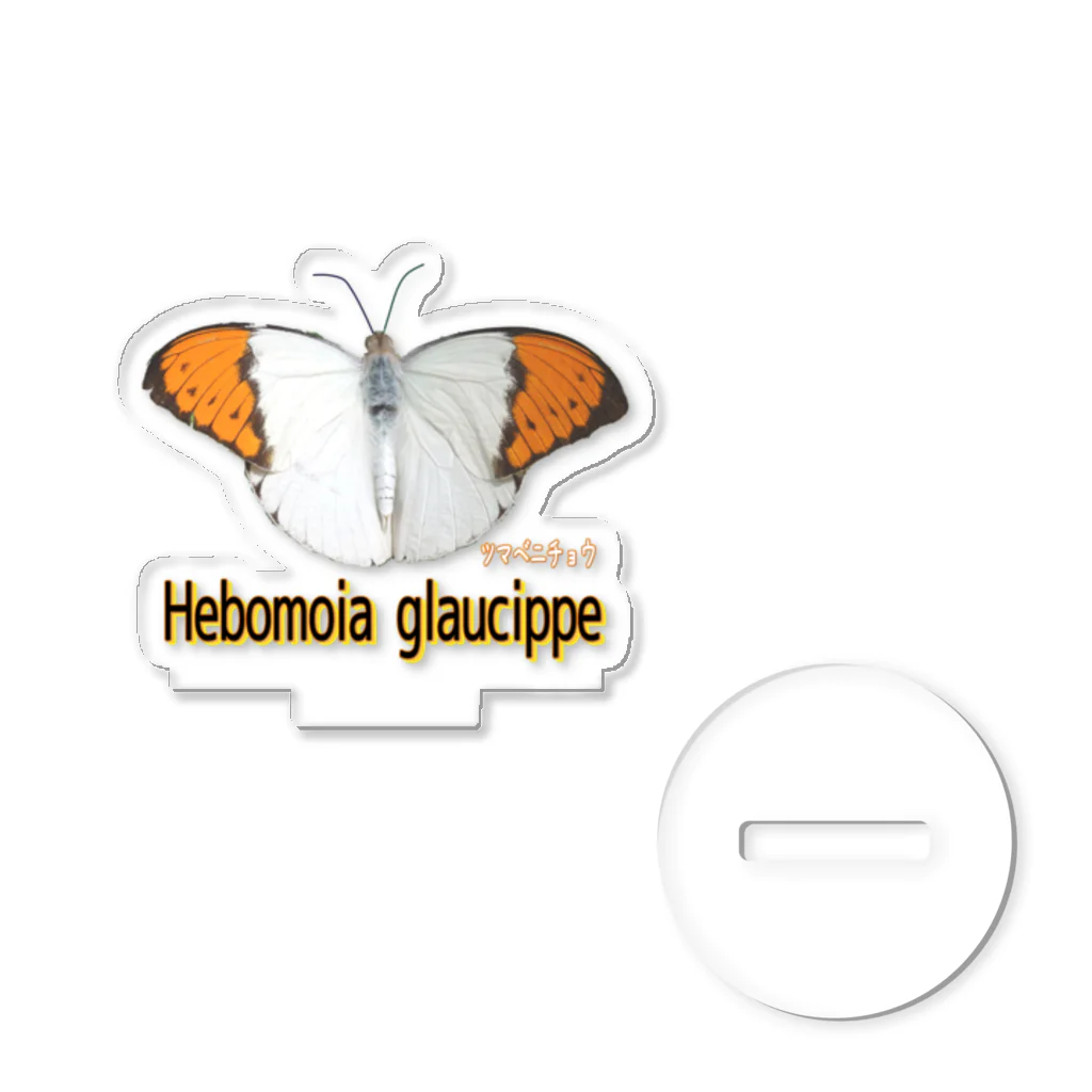 アニマル四字熟語の魅惑のツマベニチョウ　Hebomoia glaucippe Acrylic Stand