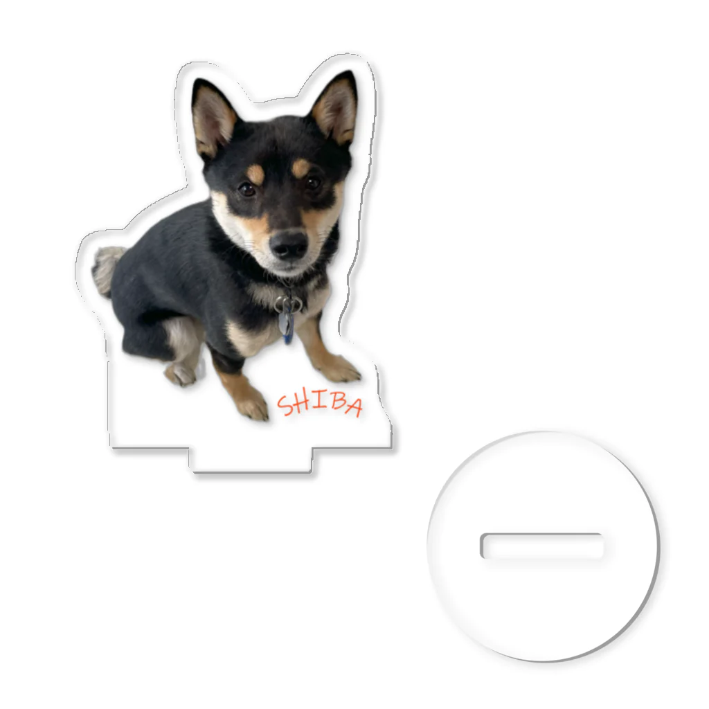 うたた寝の🐾豆柴BOY🐾 世界中で愛される柴犬　1歳 Acrylic Stand
