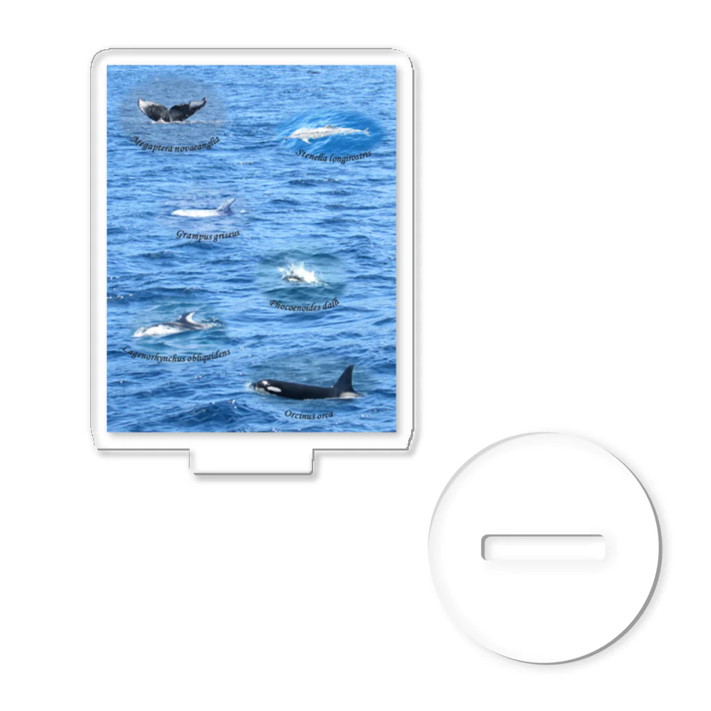 L_arctoaの船上から見た鯨類(1) Acrylic Stand