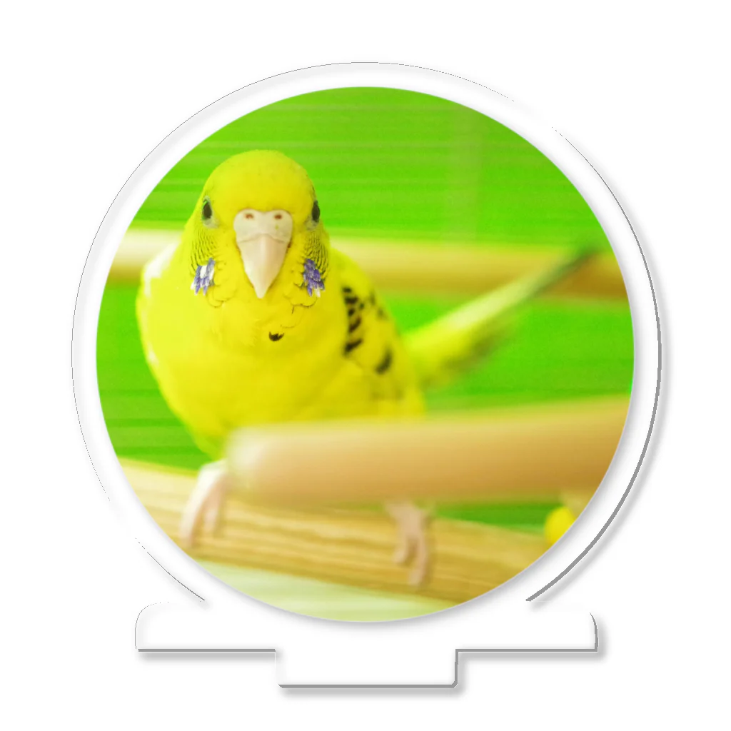 ぴーよこまる（セキセイインコ）のよこちゃん アクリルスタンド