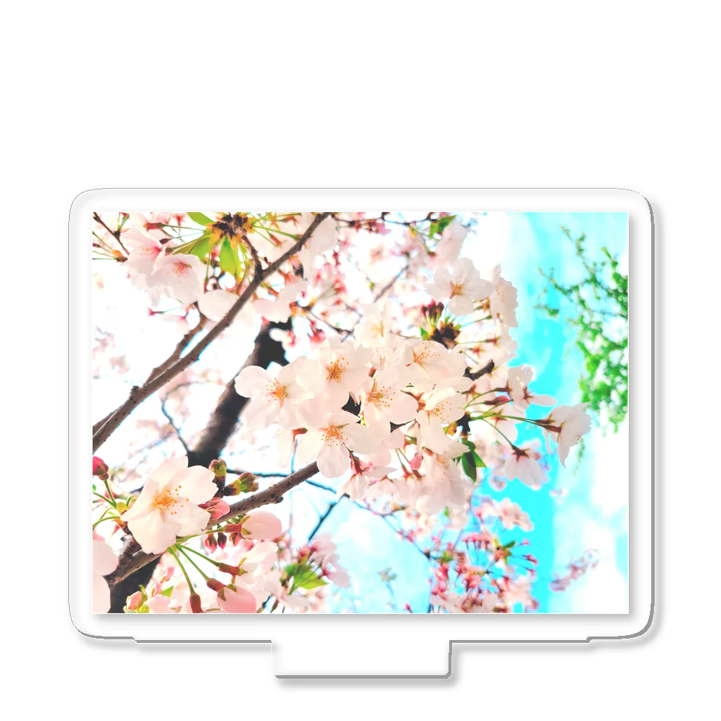 sschonchiの桜 Acrylic Stand