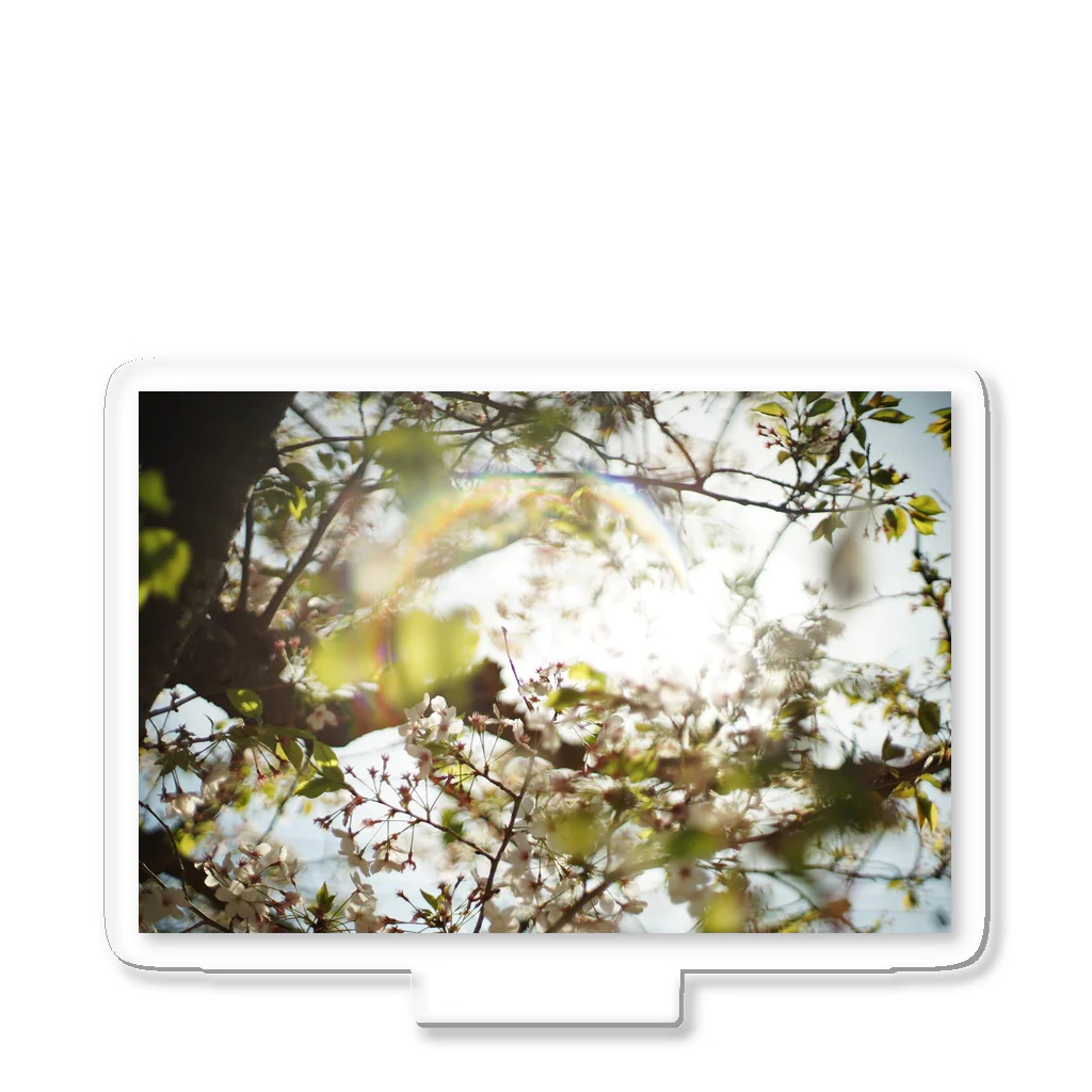 いぐのしんの桜と光 アクリルスタンド