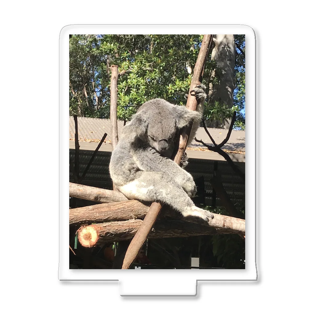 みちゅぱのオーストラリア・ゴールドコーストの動物園のコアラ🐨 アクリルスタンド