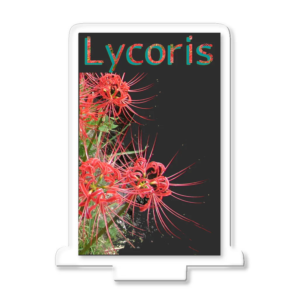 アニマル四字熟語のリコリス　彼岸花　LYCORIS アクリルスタンド