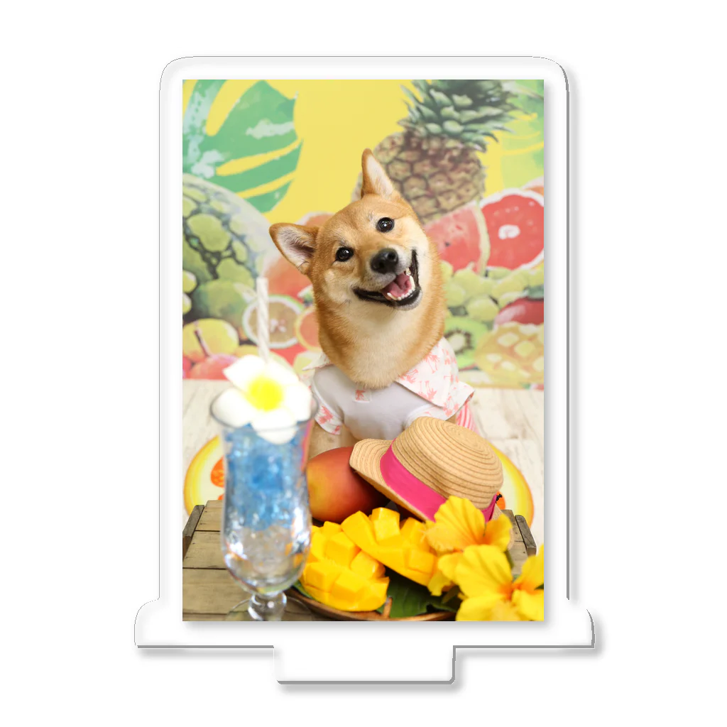 柴犬グッズ専門店 あられ堂の柴犬　真夏のリゾート001 Acrylic Stand