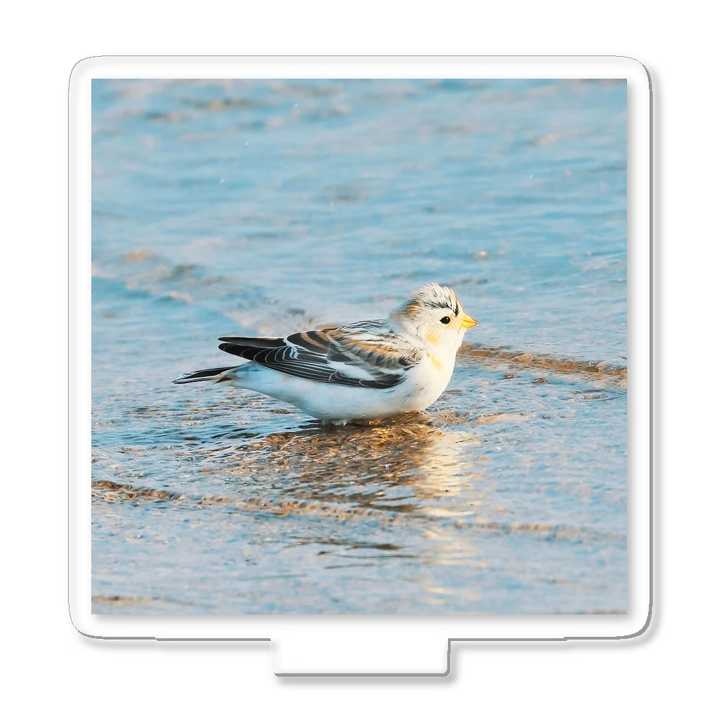 野鳥賛歌の水辺のユキホオジロ アクリルスタンド