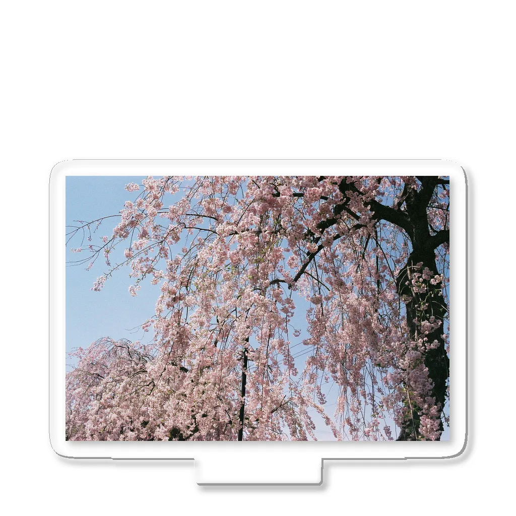 多治見健哉の桜の雨 アクリルスタンド