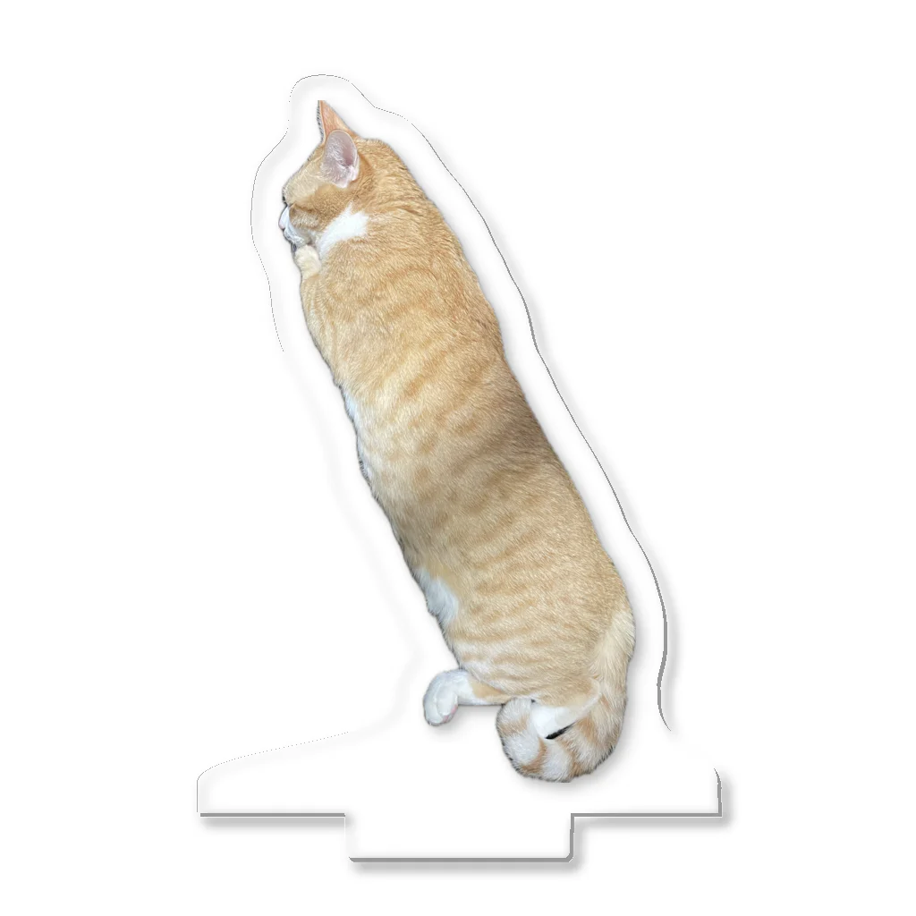 暴走三輪車のただただ、長いウチの猫 Acrylic Stand