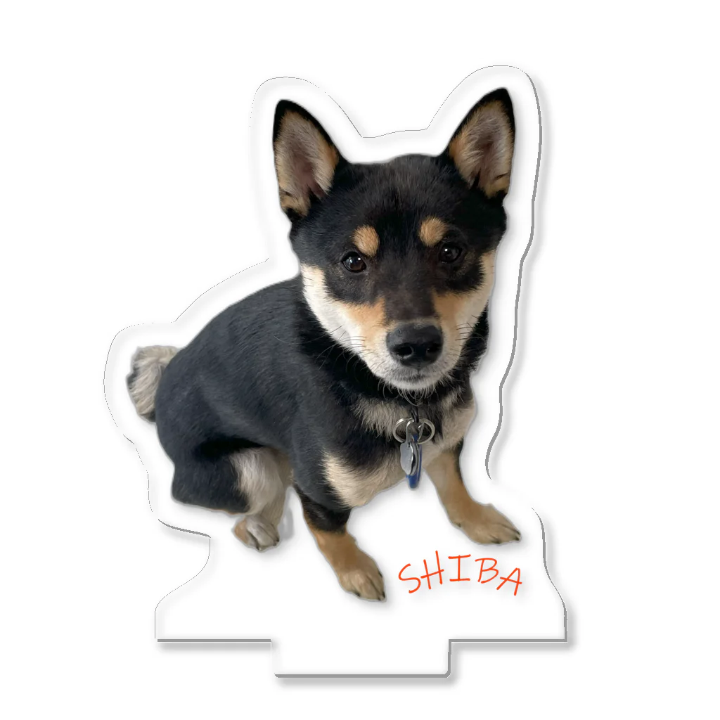 うたた寝の🐾豆柴BOY🐾 世界中で愛される柴犬　1歳 Acrylic Stand