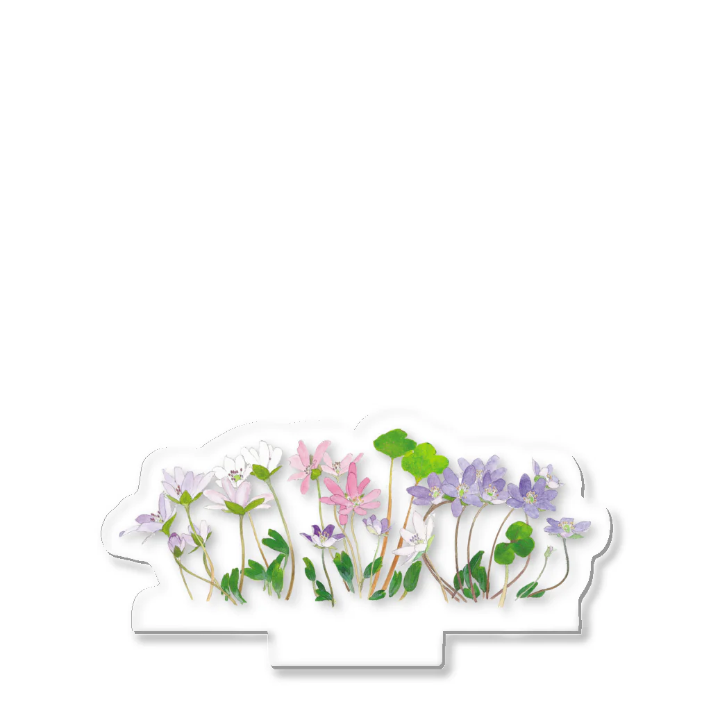 外山康雄　野の花館の雪割草 Acrylic Stand