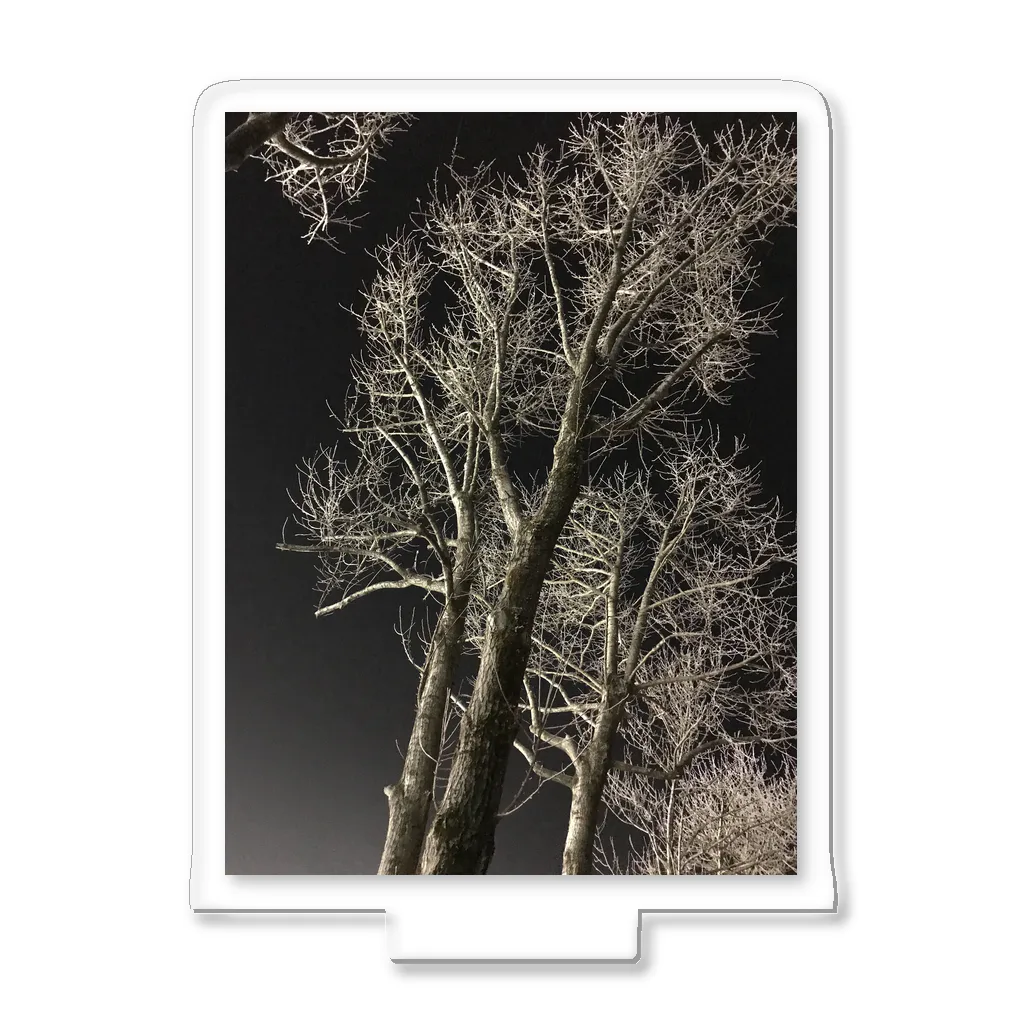 空屋　sorayakusakaの202001121944000　夜の樹木 Acrylic Stand