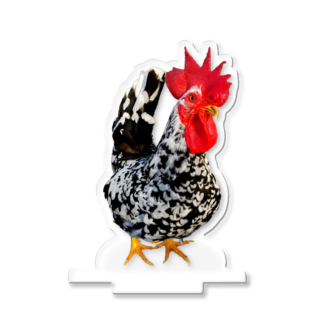 うずぴよの碁石矮鶏🐓 Acrylic Stand