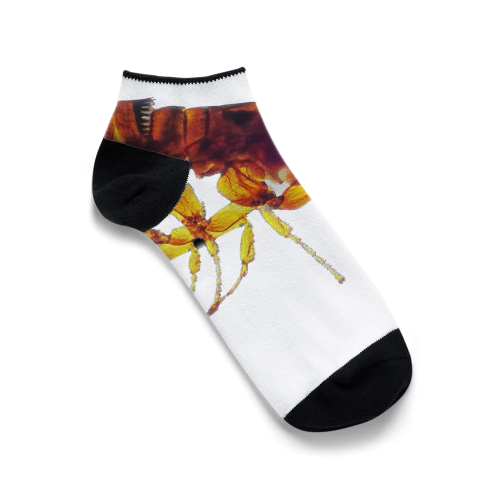 wildmammalsのノミのみ Ankle Socks