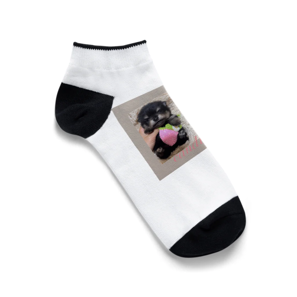 キャンドルドックの可愛いブラックタン兄弟 Ankle Socks