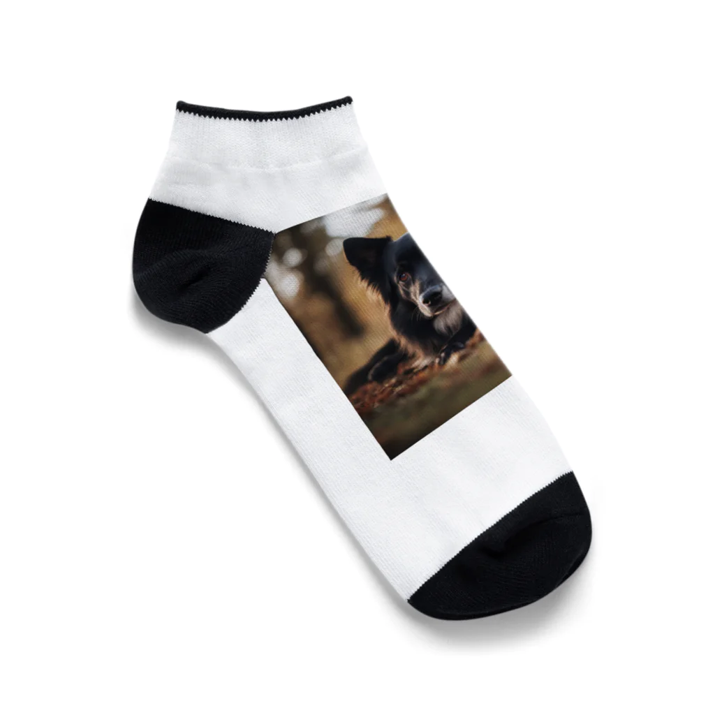 犬太郎の第一弾　『シャドウ』 Ankle Socks