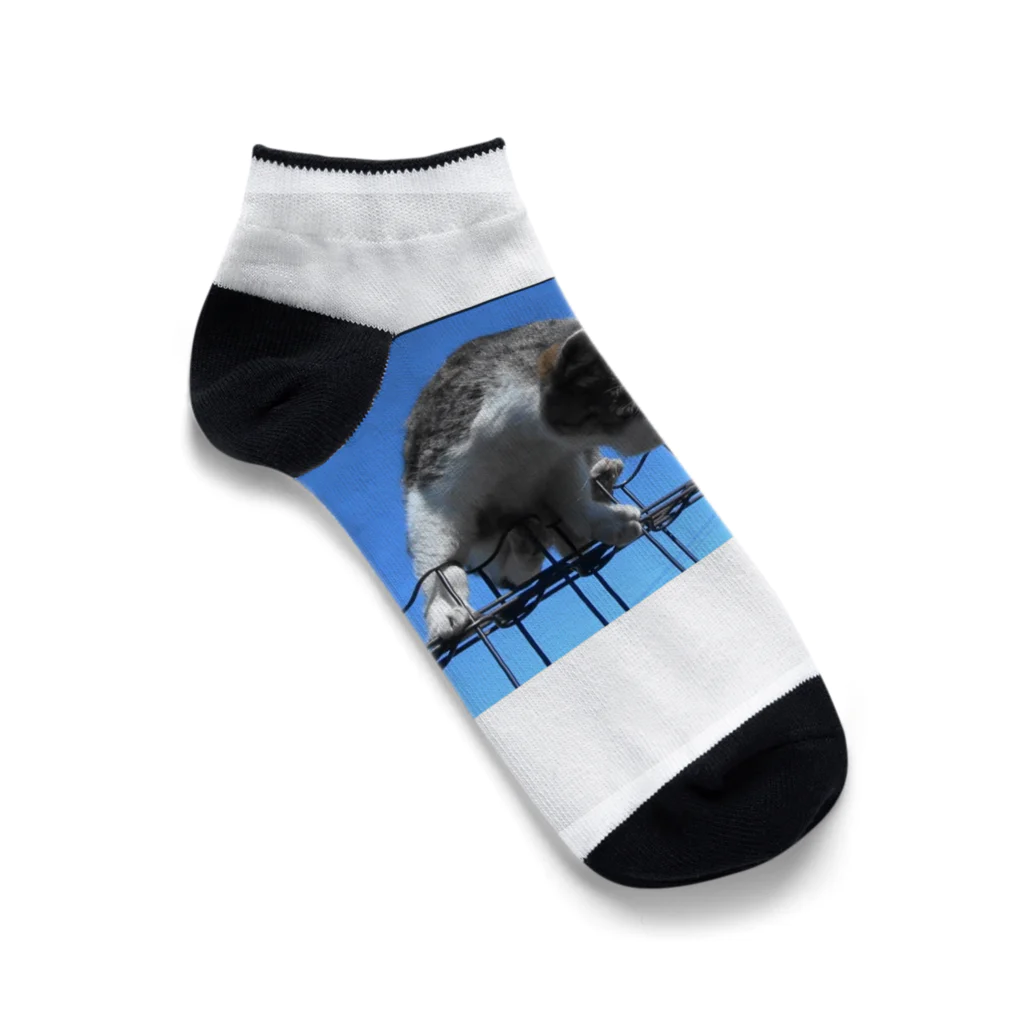 ながしっぽ from.さくらねこの家のながしっぽ　type.C Ankle Socks