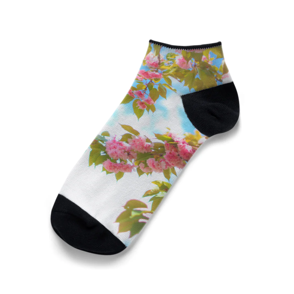 miiroomのお散歩シリーズ　Vol.5　八重桜 Ankle Socks