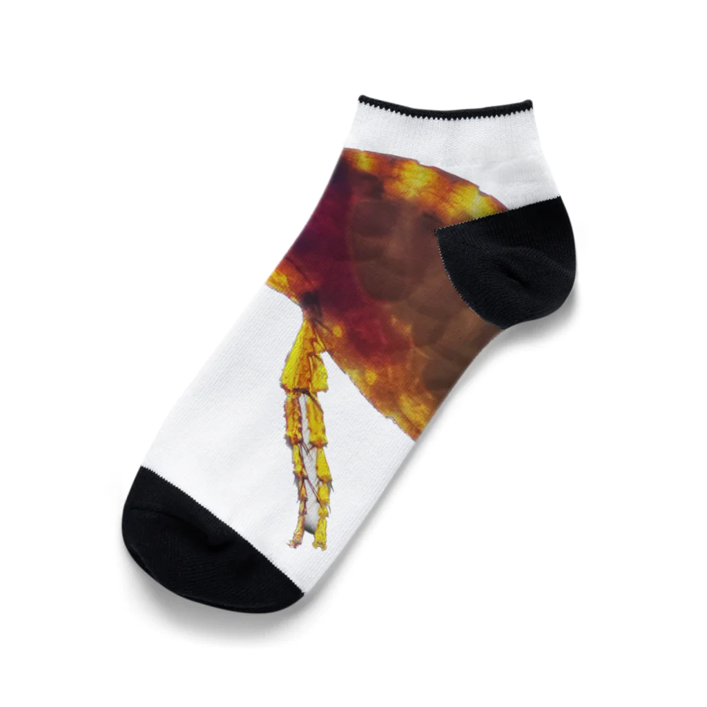 wildmammalsのノミのみ Ankle Socks