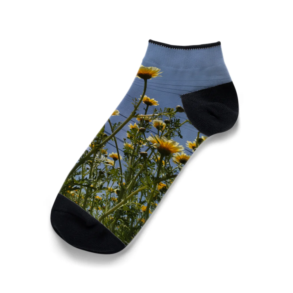 MMの黄色い春菊の花 Ankle Socks