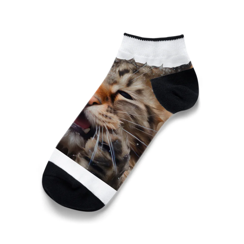 日向ぼっこのずぶ濡れ猫 Ankle Socks