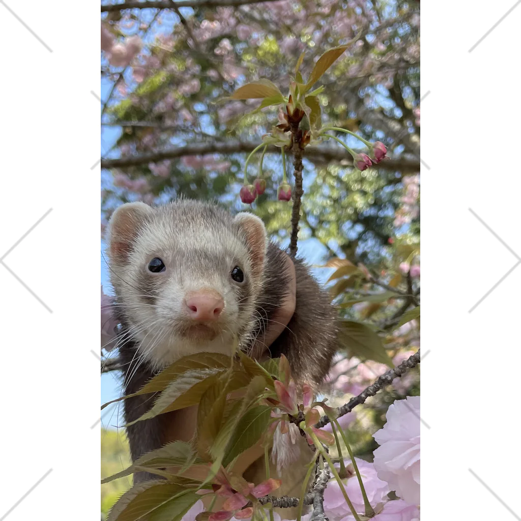 yuzutamaの桜の下で、フェレットと。 くるぶしソックス