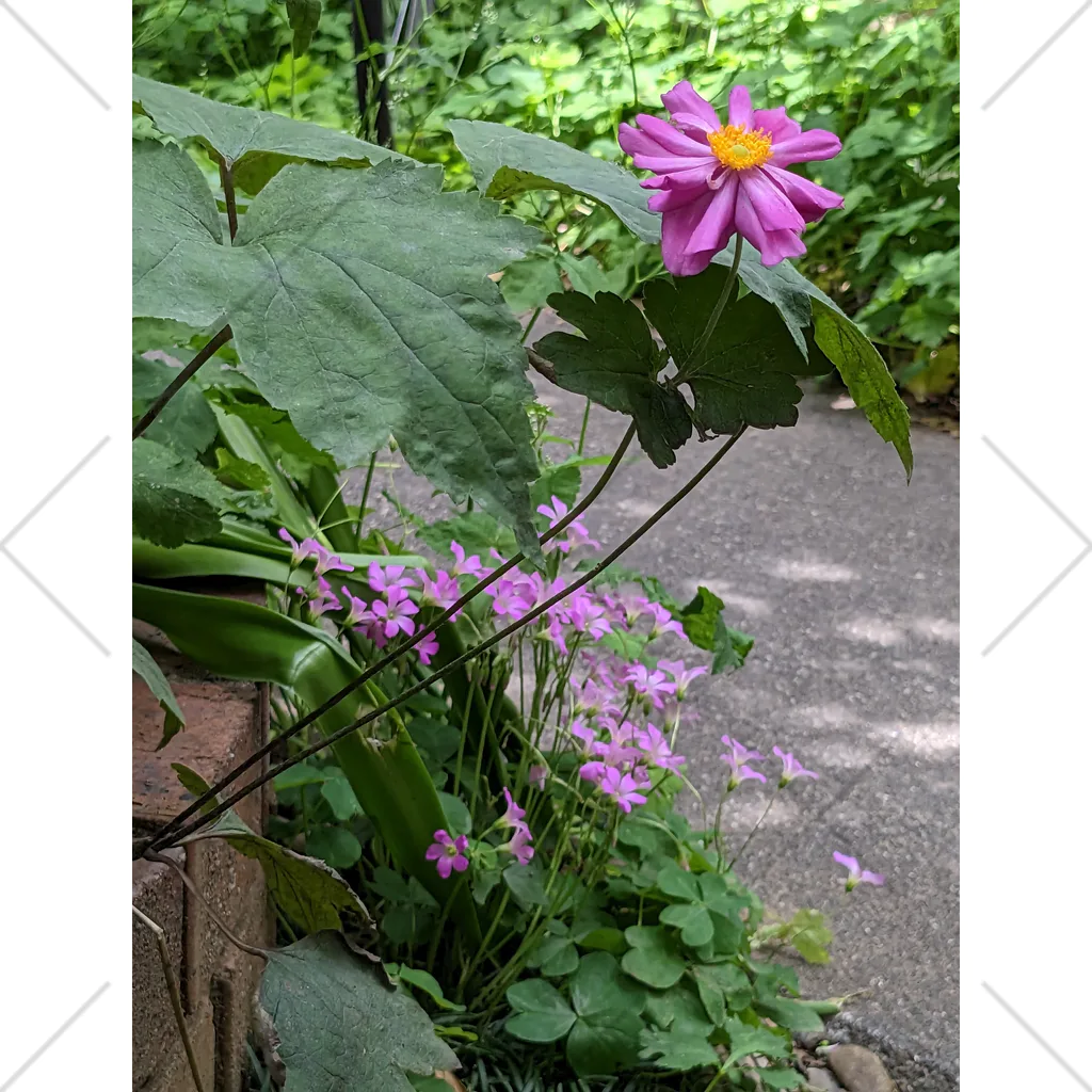 🌸さくらしめじ🍄 の池田ん家のミドリとピンク達 くるぶしソックス