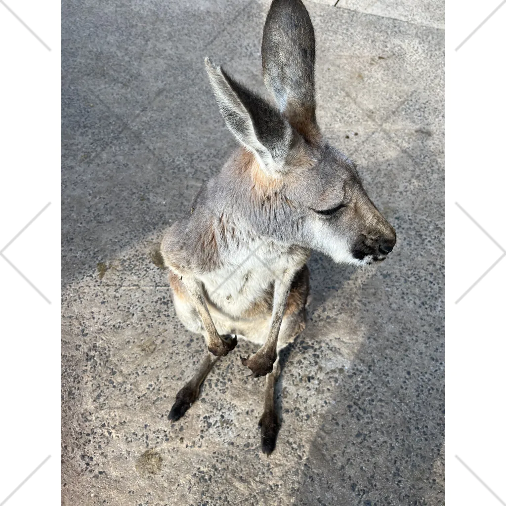 にこにこのカンガルーグッズ くるぶしソックス