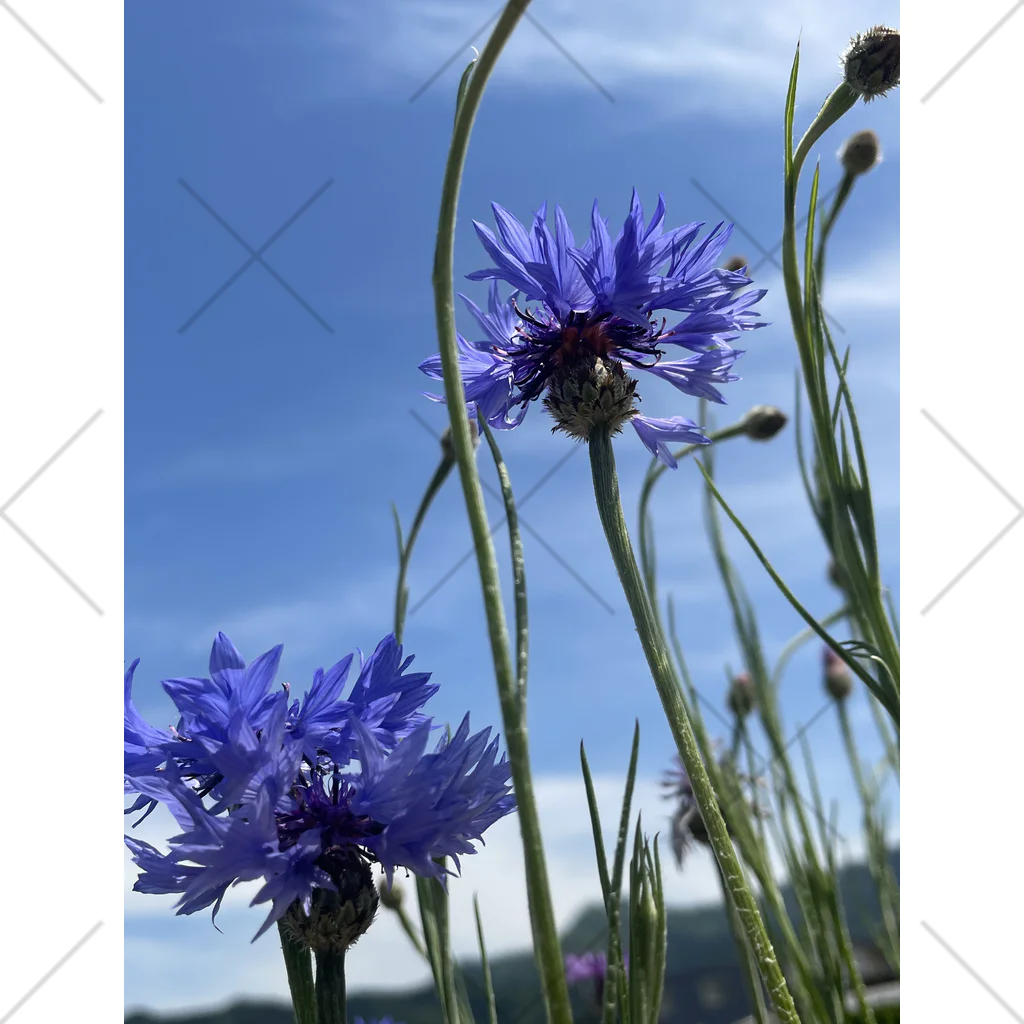 マツリのフォトショップの矢車草　青紫 くるぶしソックス