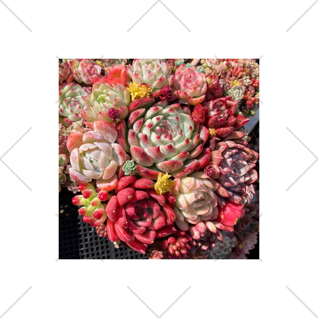 Echeveria_Masterの華やかなエケベリア くるぶしソックス