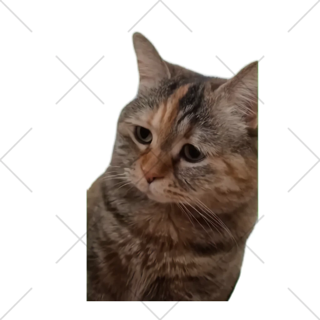 猫ミームグッズの【猫ミーム】叱られる猫 くるぶしソックス