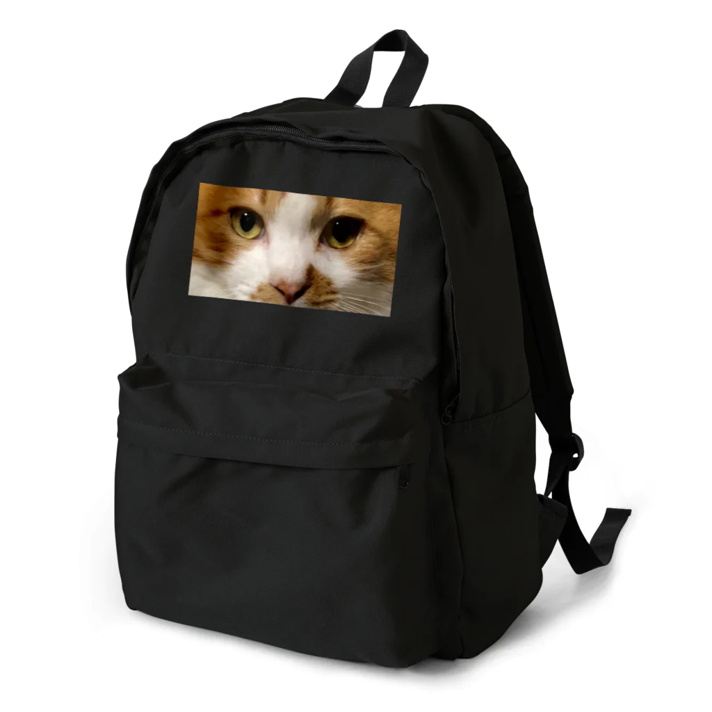 保護猫支援ショップ・パール女将のお宿のネコちゃんを背負ってます Backpack