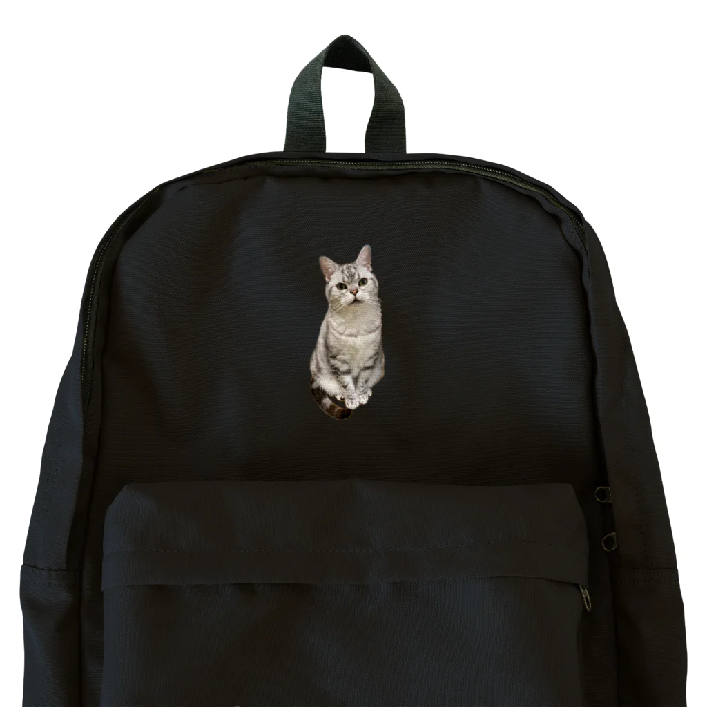 うちの猫ちゃんたちの数少ない美男子とらと Backpack