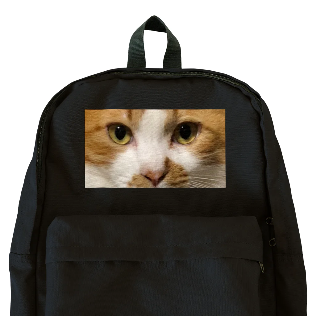 保護猫支援ショップ・パール女将のお宿のネコちゃんを背負ってます Backpack