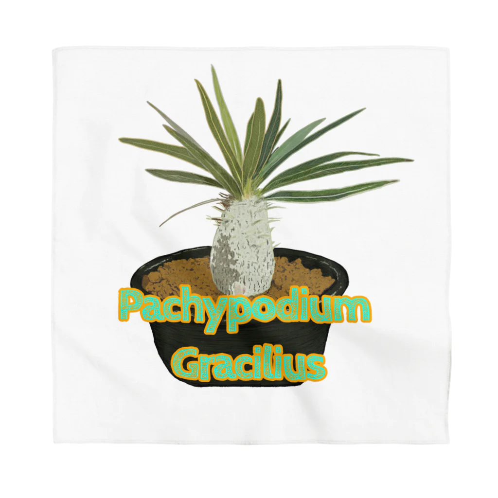 momoのPachypodium Gracilius Bandana